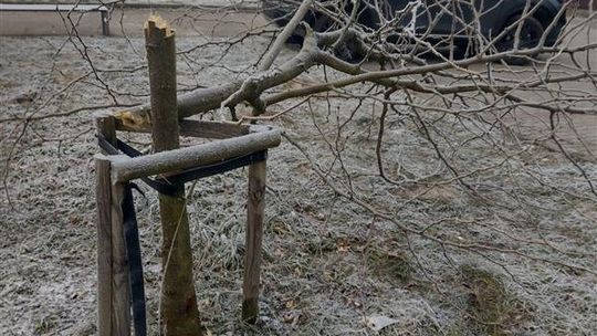 17-latek zniszczył trzy drzewa w parku. Grozi mu 5 lat!