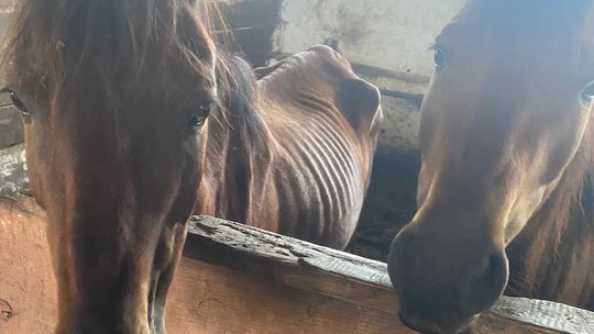 23 konie rasy huculskiej żyły w skrajnie niechlubnych warunkach. Pomogło anonimowe zgłoszenie