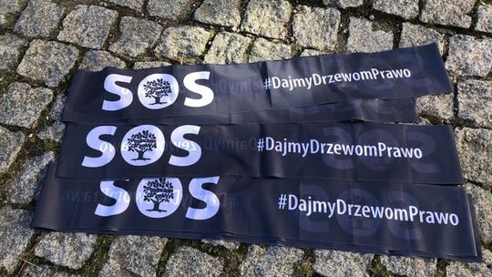 Aktywiści: Dajmy drzewom prawo!