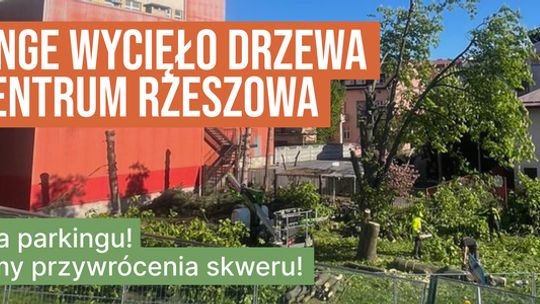 Asfalt zamiast zieleni. Petycja do Orange w sprawie wyciętych drzew w sercu Rzeszowa