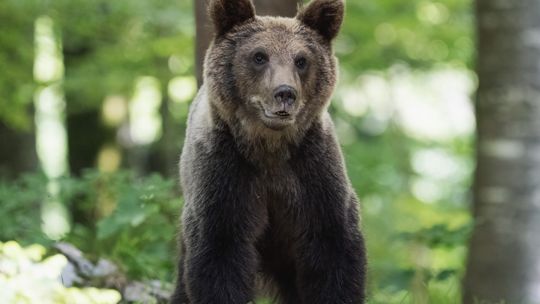 Atak niedźwiedzia w Bieszczadach. Akcja ratunkowa trwała ponad trzy godziny