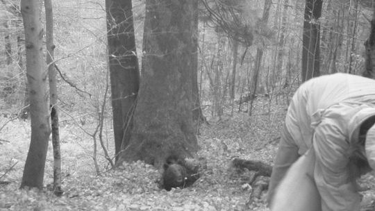 Atak niedźwiedzia w Bieszczadach. Życie aktywisty uratował kolega