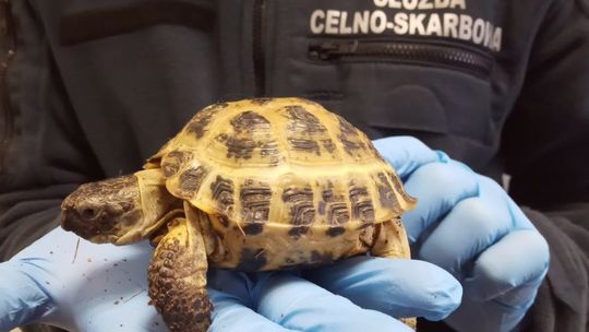 Chroniony żółw stepowy uratowany w Korczowej