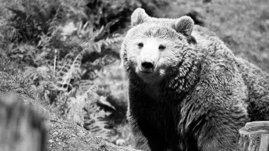 Dramat w Płonnej. Nie żyje kobieta zaatakowana przez niedźwiedzia!