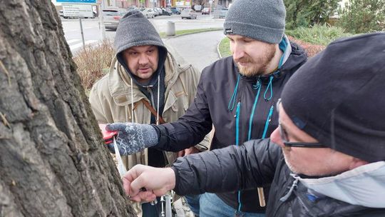 Drzewa w Rzeszowie będą badane tomografem