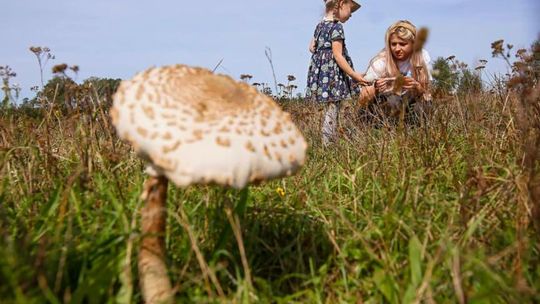 Ekspertka: zbiory grzybów w polskich lasach szacuje się średnio na ok. 100 tys. ton rocznie