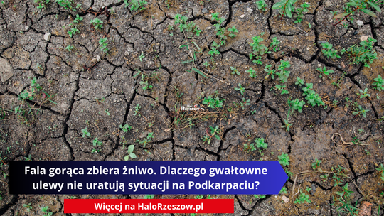 Fala gorąca zbiera żniwo. Dlaczego gwałtowne ulewy nie uratują sytuacji na Podkarpaciu?