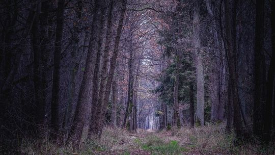 Horror w lesie na Podkarpaciu. Młody mężczyzna porwany, pobity i okradziony