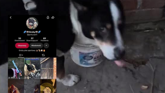 Internauci alarmują w sprawie psa z TikToka. Rzeszów reaguje na przemoc wobec „Grubego”