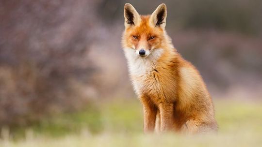 Jesienna akcja szczepienia lisów na Podkarpaciu. Ważne ostrzeżenia dla mieszkańców