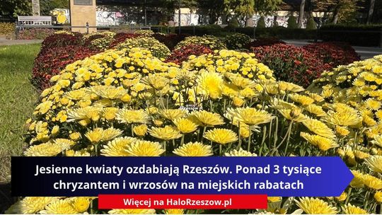 Jesienne kwiaty ozdabiają Rzeszów. Ponad 3 tysiące chryzantem i wrzosów na miejskich rabatach