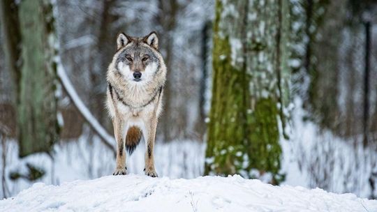 Jest decyzja zezwalająca na odstrzał wilków w okolicach Brzozowa