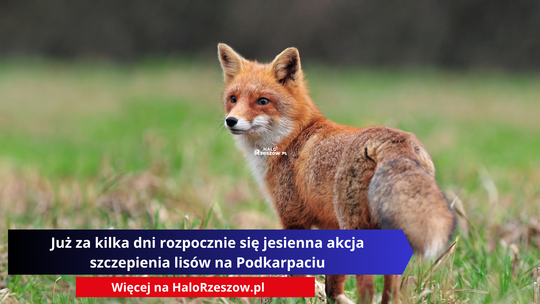 Zdjęcie przedstawia rudego lisa stojącego na łące, patrzącego w bok, z puszystym ogonem widocznym z tyłu. Na obrazek nałożony jest napis w języku polskim: „Już za niedługo rozpocznie się jesienna akcja szczepienia lisów na Podkarpaciu”. Pod spodem znajduje się mniejszy napis: „Więcej na HaloRzeszow