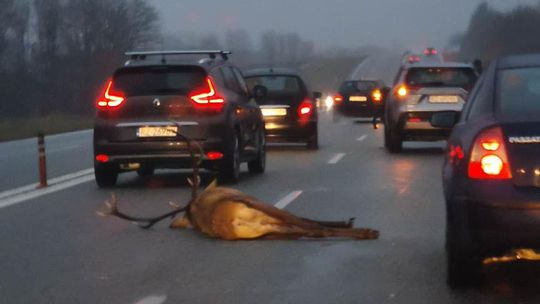 Kolizja w Trzcianie. Zderzenie pojazdu z jeleniem