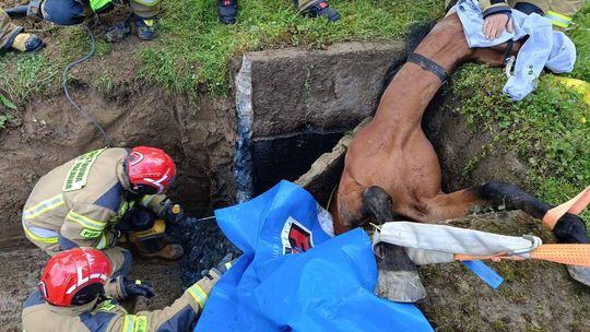 Koń wpadł do podziemnego zbiornika. Pomogli strzyżowscy strażacy