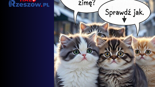 Koty w mieście kontra zima i mróz. Co może zrobić każdy mieszkaniec Rzeszowa?