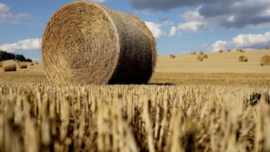 KOWR: rekordowe tegoroczne zbiory zbóż w Polsce