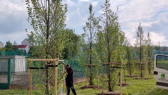 Miasto Rzeszów zasadzi kolejne drzewa