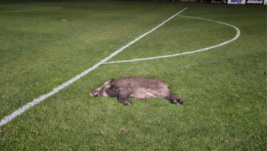 Na murawie ich stadionu spał dzik. Dzisiaj powalczą ze Stalą Rzeszów