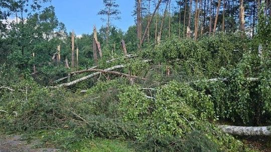 Nawałnica spustoszyła lasy w okolicach Kulna pod Leżajskiem