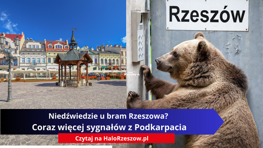 Niedźwiedzie u bram Rzeszowa? Coraz więcej sygnałów z Podkarpacia