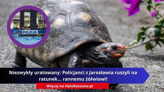 Niezwykły uratowany: Policjanci z Jarosławia ruszyli na ratunek... rannemu żółwiowi!