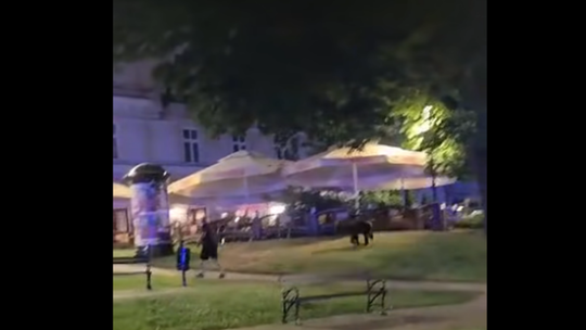 Nocna wizyta niedźwiedzia w Przemyślu. Prezydent miasta apeluje o spokój, Konfederacja krytykuje rząd