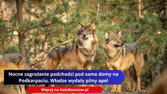 Nocne zagrożenie podchodzi pod same domy na Podkarpaciu. Władze wydały pilny apel