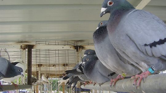 Ornitolog: rozpoczyna się najtrudniejszy czas dla ptaków; muszą pilnować wagi co do grama