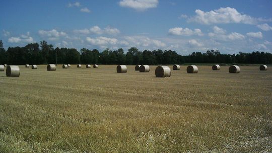 Ostatnie burze i ulewy wyrządziły szkody w uprawach ok. 400 rolników