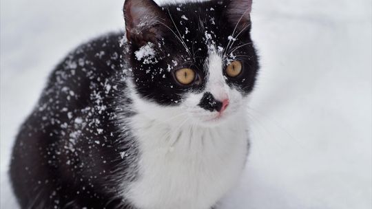 Otul bezdomne koty. Fundacja Felineus rusza z akcją pomocy zwierzętom przed zimą Otul bezdomne koty. Fundacja Felineus rusza z akcją pomocy zwierzętom przed zimą