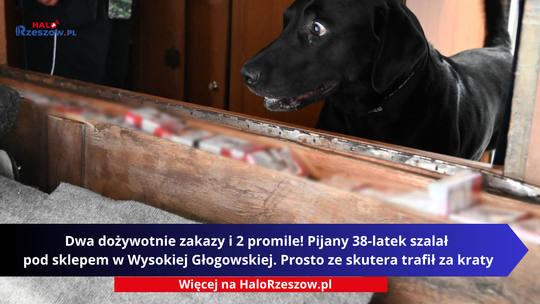 Pies nagle zatrzymał się przy kamperze. To, co znaleźli w środku, zaskoczyło nawet pograniczników