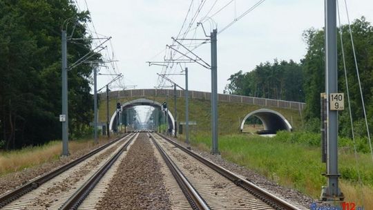 PKP buduje ponad 100 przejść dla zwierząt