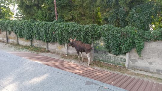 Ponad 50 policjantów, strażacy i strażnicy miejscy łapali łosia na ulicach. Zwierzę nie żyje