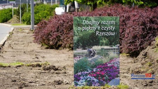 Przy rzeszowskich ulicach pojawi się tysiące nowych roślin