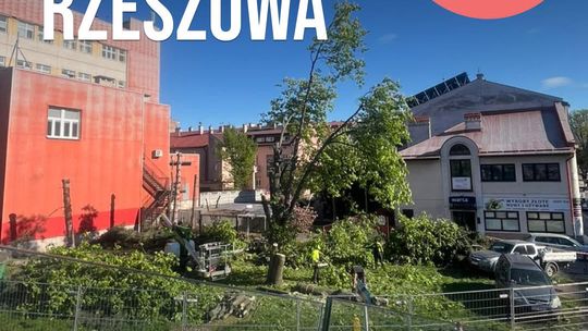 Rzeź drzew w sercu Rzeszowa. Kto wydał na to zgodę?
