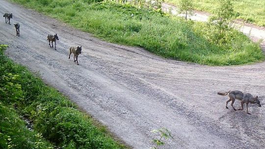 Służba graniczna „oko w oko” z naturą [FOTO, WIDEO]