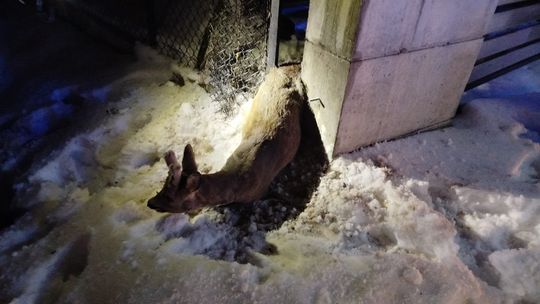 Strażacy z OSP Hermanowa uratowali uwięzioną sarnę