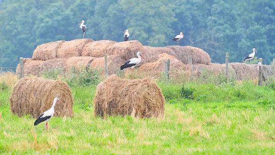 Synoptyk IMGW: od piątku napływa do Polski cieplejsze powietrze