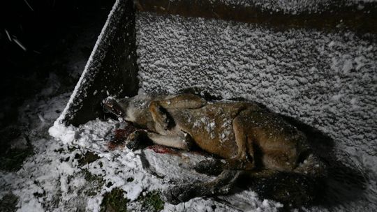 Wilk zastrzelony podczas polowania w Beskidzie Niskim. Prokuratura w Krośnie bada sprawę