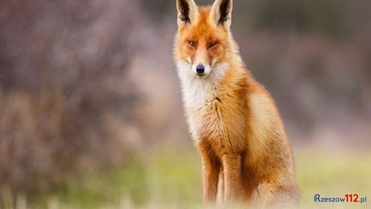 Wiosenna akcja szczepienia lisów przeciwko wściekliźnie