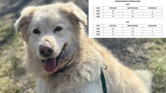 Wyjątkowy kwartał rzeszowskiego "Kundelka". Więcej adopcji niż nowych lokatorów