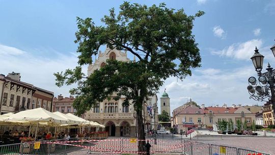 Z rzeszowskiego rynku znika akacja. To była jedna z atrakcji