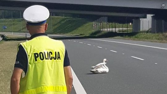 Zablokowana droga A4 z powodu łabędzia na środku drogi