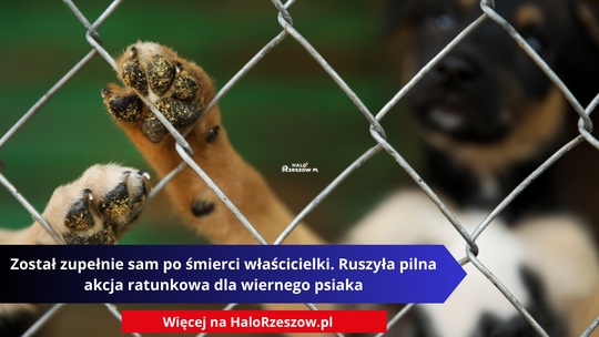 Został zupełnie sam po śmierci właścicielki. Ruszyła pilna akcja ratunkowa dla wiernego psiaka