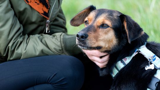 Zwierzęta zmieniają nasze życie na lepsze - Mars Polska wspiera programy adopcyjne, edukacyjne i terapeutyczne