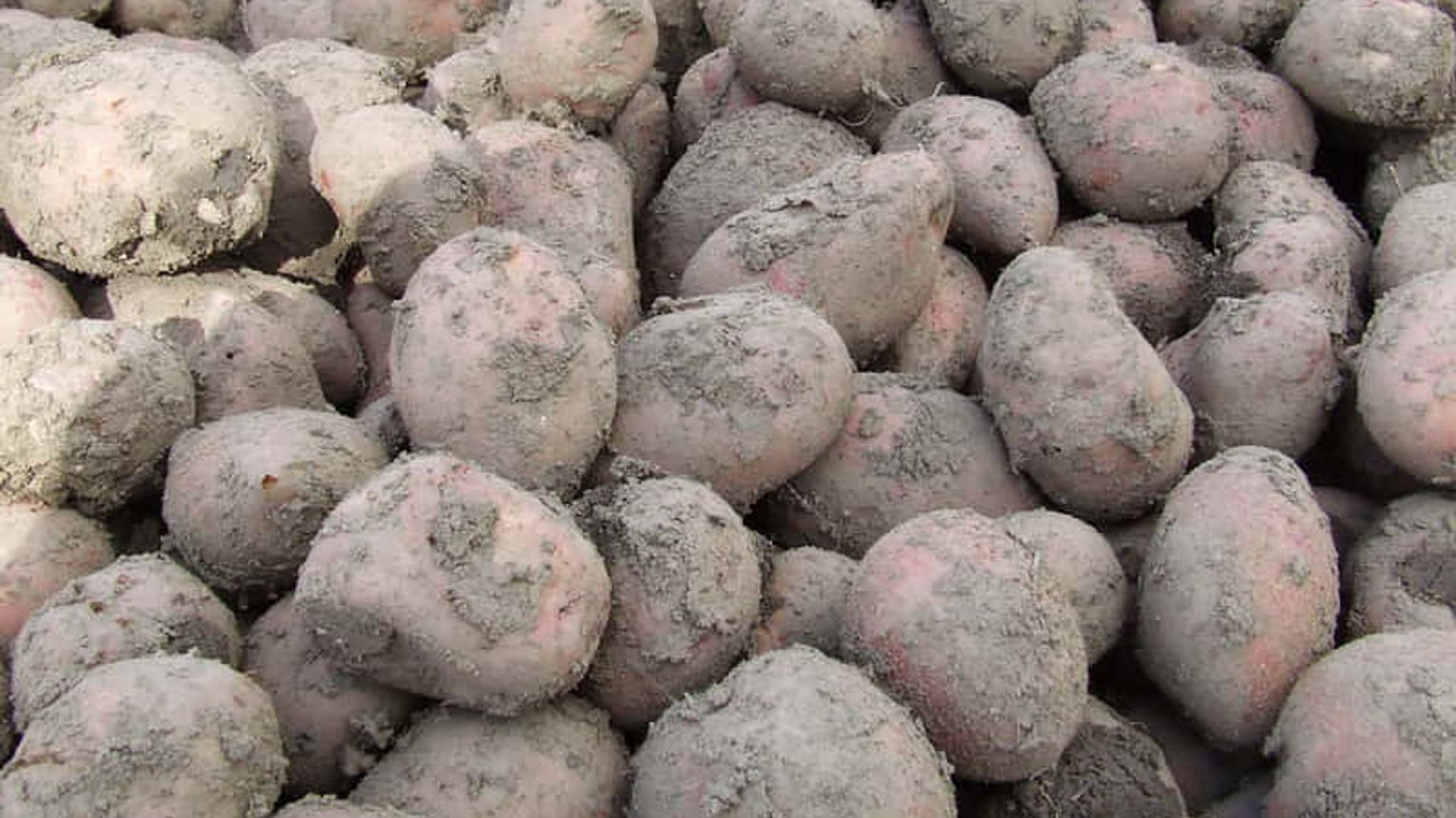 150 ton bulw zniknęło z pola po plotce z internetu. PSL: Uważajcie na Konfederatów