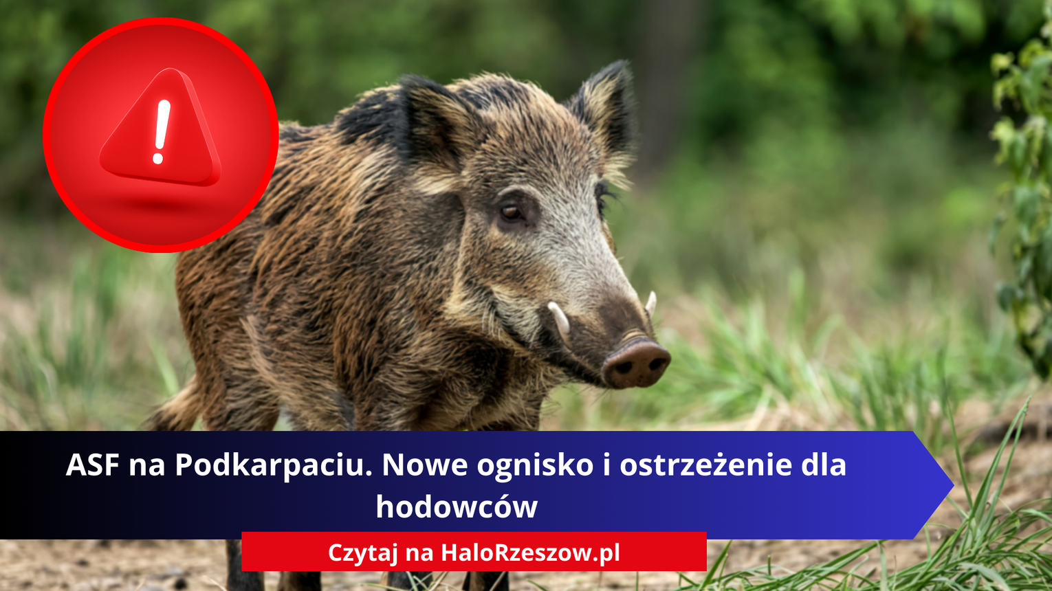 ASF na Podkarpaciu. Nowe ognisko i ostrzeżenia dla hodowców