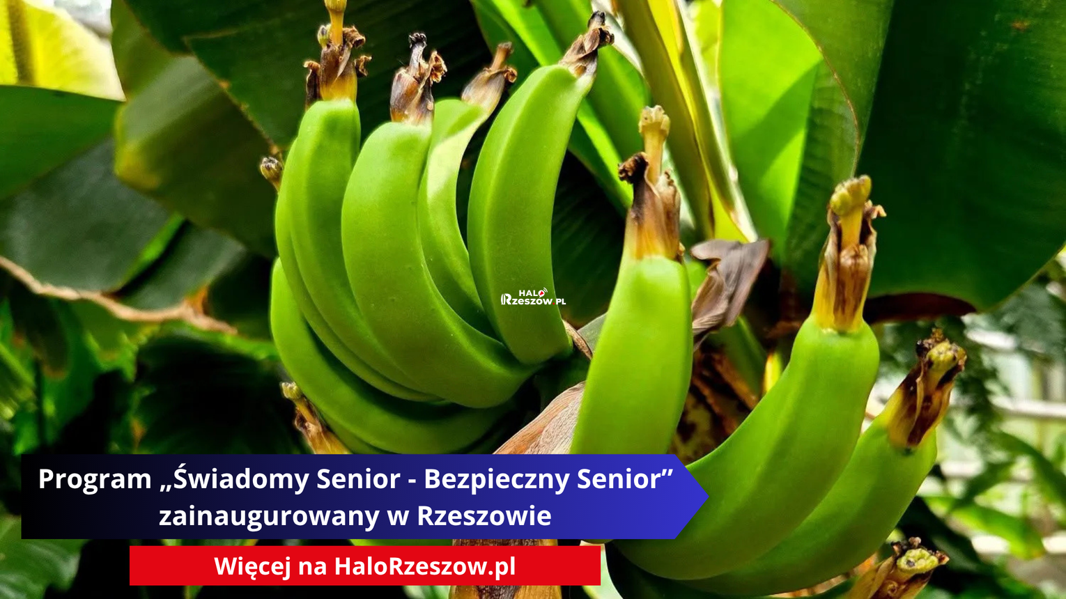 Bananowiec karłowaty zakwitł w Łańcucie. To wyjątkowy sukces polskich ogrodników