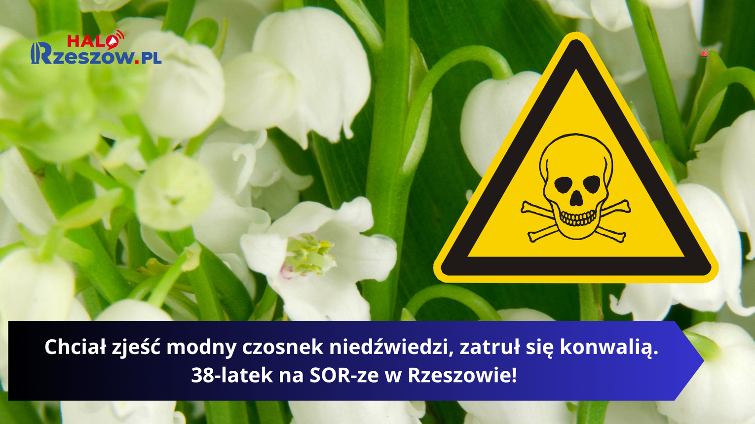 Chciał zjeść modny czosnek niedźwiedzi, zatruł się konwalią. 38-latek na SOR-ze w Rzeszowie!